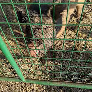 Wish I got a pic without the fence. This big gal was super friendly with very expressive eyes.