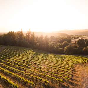 Amazing vineyard with a great sunset overlook.