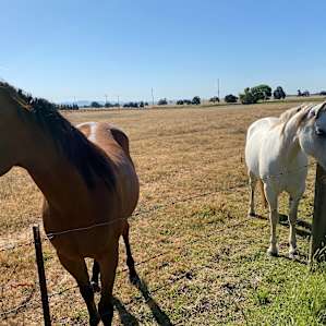 Friendly horses live next door.