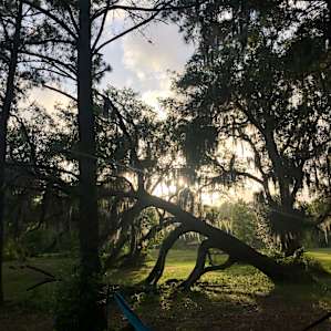 The fallen oak 😍