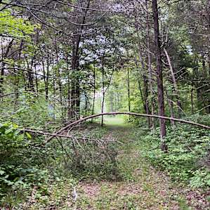 In the woods