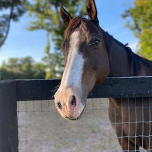 The Farmstead - Ocala, FL