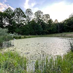 David’s Pond