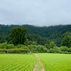 The field
