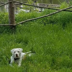 Roxanne in the cool grass by the pon!