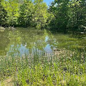 Swim your dogs while enjoying the pond edge flowers, bullrush, and millipedes.