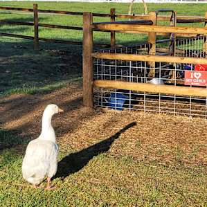 These are your new neighbors during your visit. Mama goose is in charge!