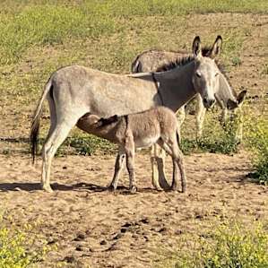 Unhitched Ranch