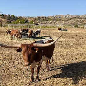 Unhitched Ranch