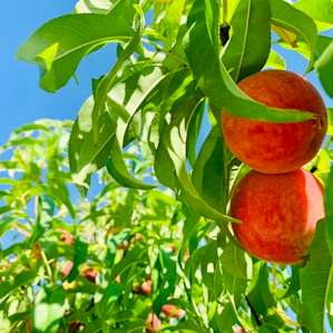 Caceres Organic Blueberry Farms