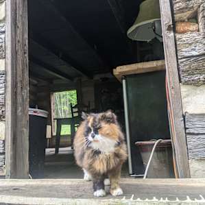 Birdsong Camp: Near Shenandoah NP