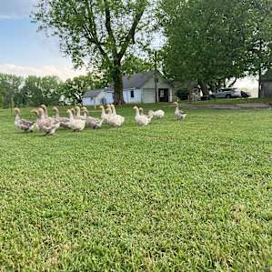 Farm site