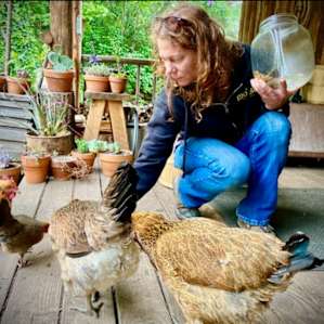 Feeding the chickens