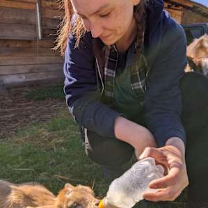 Feeding baby goats!