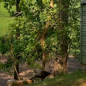 Wild turkey visited every morning for their river water drink.