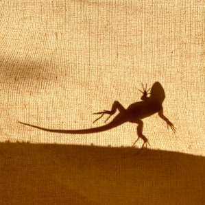 Lizards loved crawling on the outside of my tent!