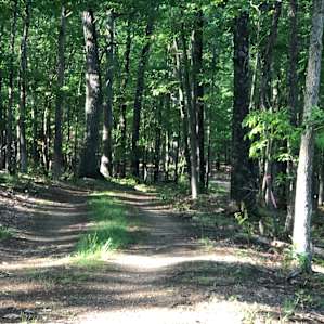 Twisted Oak Camp Site