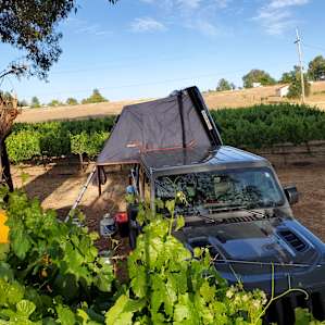 Liberty Vines