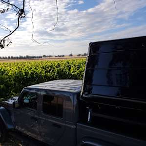 Liberty Vines