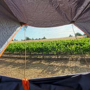 Liberty Vines