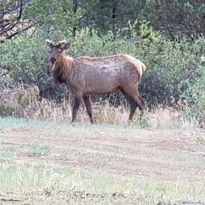 Wake up to elk in the morning!