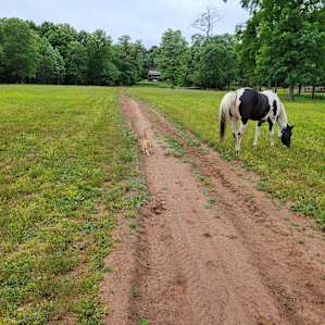 Tent Camping with Horses