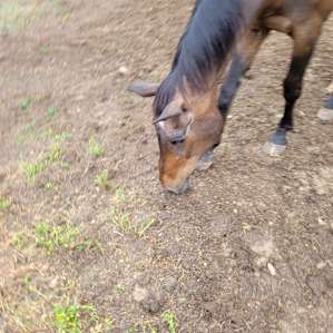 Tent Camping with Horses