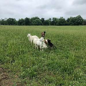Family Farm Experience