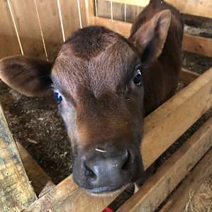 Family Farm Experience