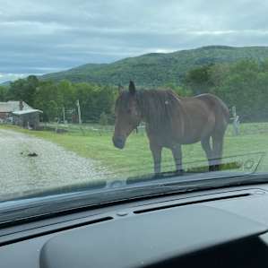A friendly horse on my way out.