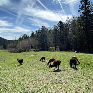 Alpaca herd roaming the ranch