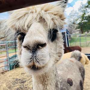 Alpaca