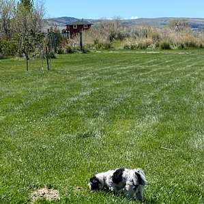 Otis enjoying running around the farm.