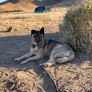 Why do dogs enjoy getting so dirty?