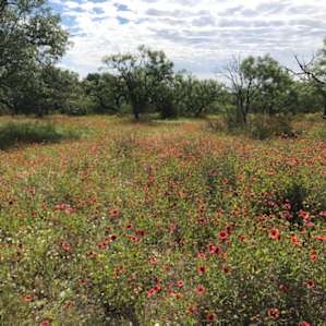 Rolled up to a magic field full of wildflowers!