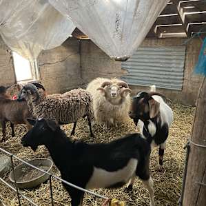 Sheep and goats were so much fun!