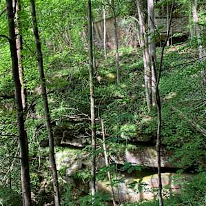Hardwood forest