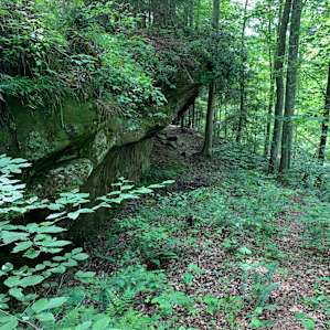 Hardwood forest