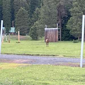 The elk are everywhere.