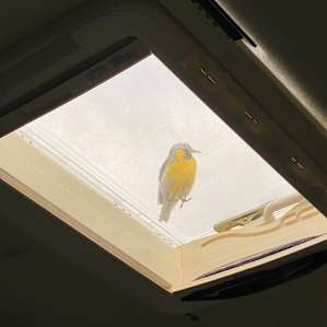 A Western Meadowlark sang for 20 minutes from our skylight on the first morning