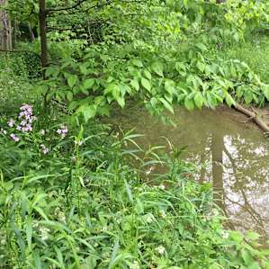 View of Fidler Creek, right next to the campsite