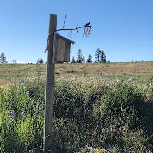 Coyote Estates