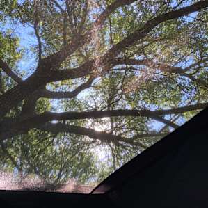The view through the top of my tent.