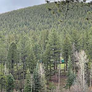 Rustic Creek Ranch #2 Steller Jay
