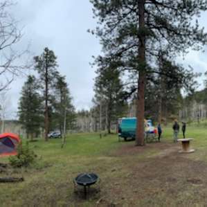 #2 Stellar Jay site