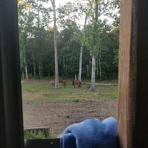 View from the shower!