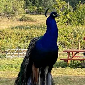 The mighty peacock!