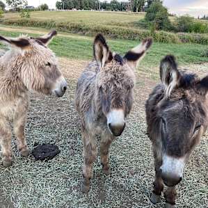 Three generations of donkeys