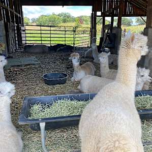 A whole herd of rescued alpacas