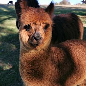 One of their 11 lovely and friendly alpacas